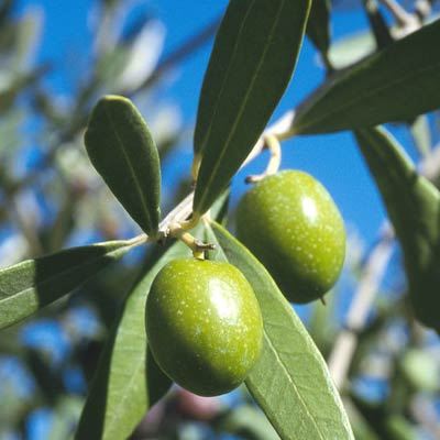 Olive Leaf extract Oleuropein