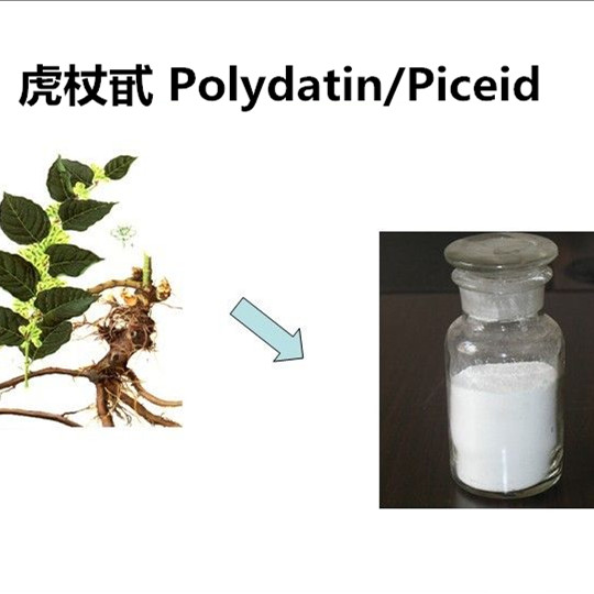 Polydatin 98% piceid (Polygonum cuspidatum)