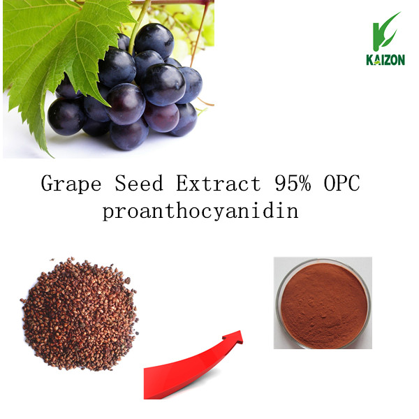 Grape Seed Extract (Vitis vinifera) 95% OPC