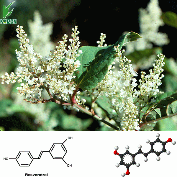 Japanese knotweed extract (Polygonum cuspidatum)  Resveratrol 98%