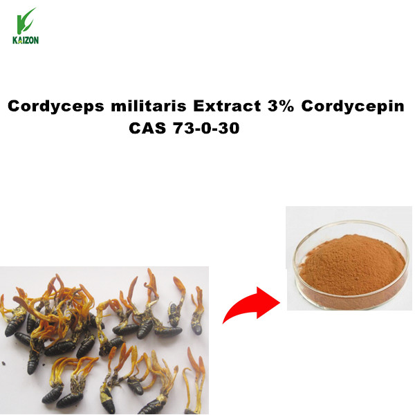 Cordyceps militaris Extract 3% Cordycepin